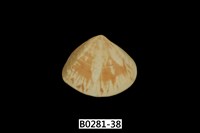 藏品(花蛤)的圖片